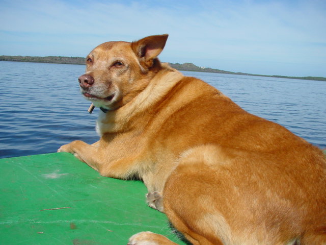 Raptor - Our Dog - Chilln on the front of the boat