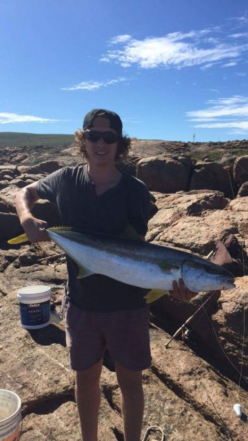Yellowtail Kingfish cought off the rocks in Augusta 