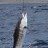Sailfish Closeup