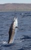 Sailfish Closeup