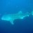 Renae gets her whaleshark