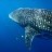 Renae gets her whaleshark 2