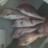 st kilda snapper