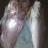 sat night snapper. for the gallery