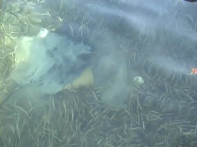 Rottnest Stingray