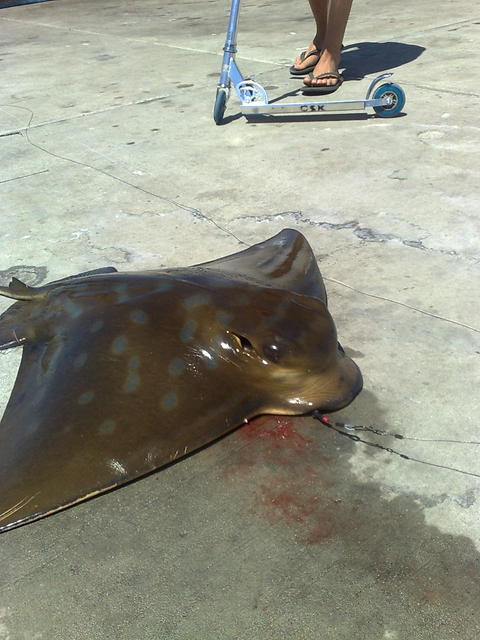 stingray off cervantes