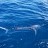 wounded marlin