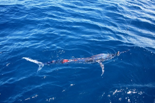 wounded marlin