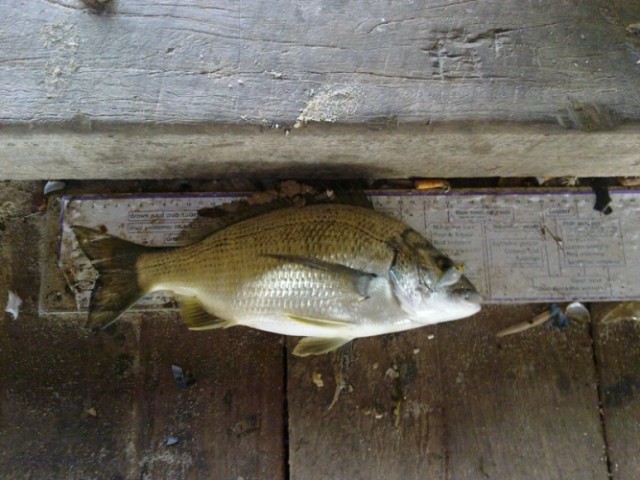 Bream