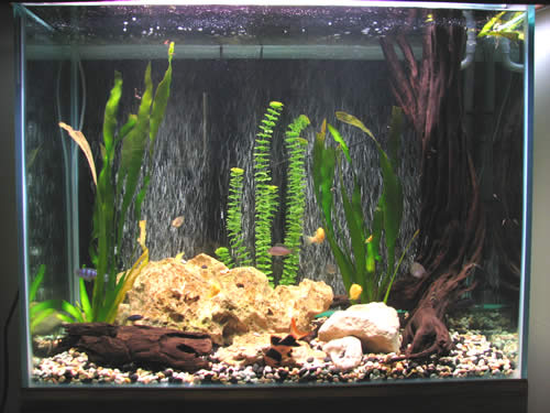 Bumblebee Catfish Tank Size