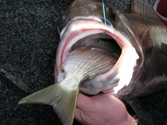 Hungry Samsonfish