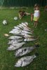 Yesterdays Catch at Lano
