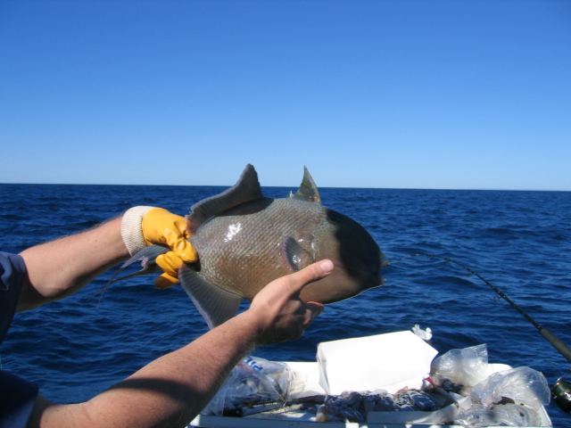 tantabiddy triggerfish.