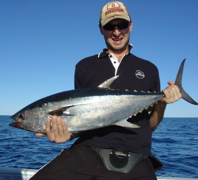 Longtail Tuna 1