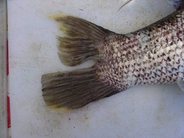 Two tailed dhuie