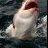 White Pointer On Steroids - Dangerous Reef - Spencer Gulf - SA