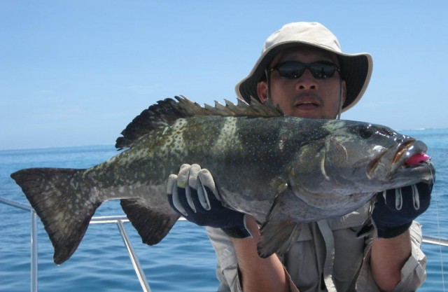 coral trout on miss carna 40g stickbait