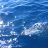 Exy small yellowfin tuna