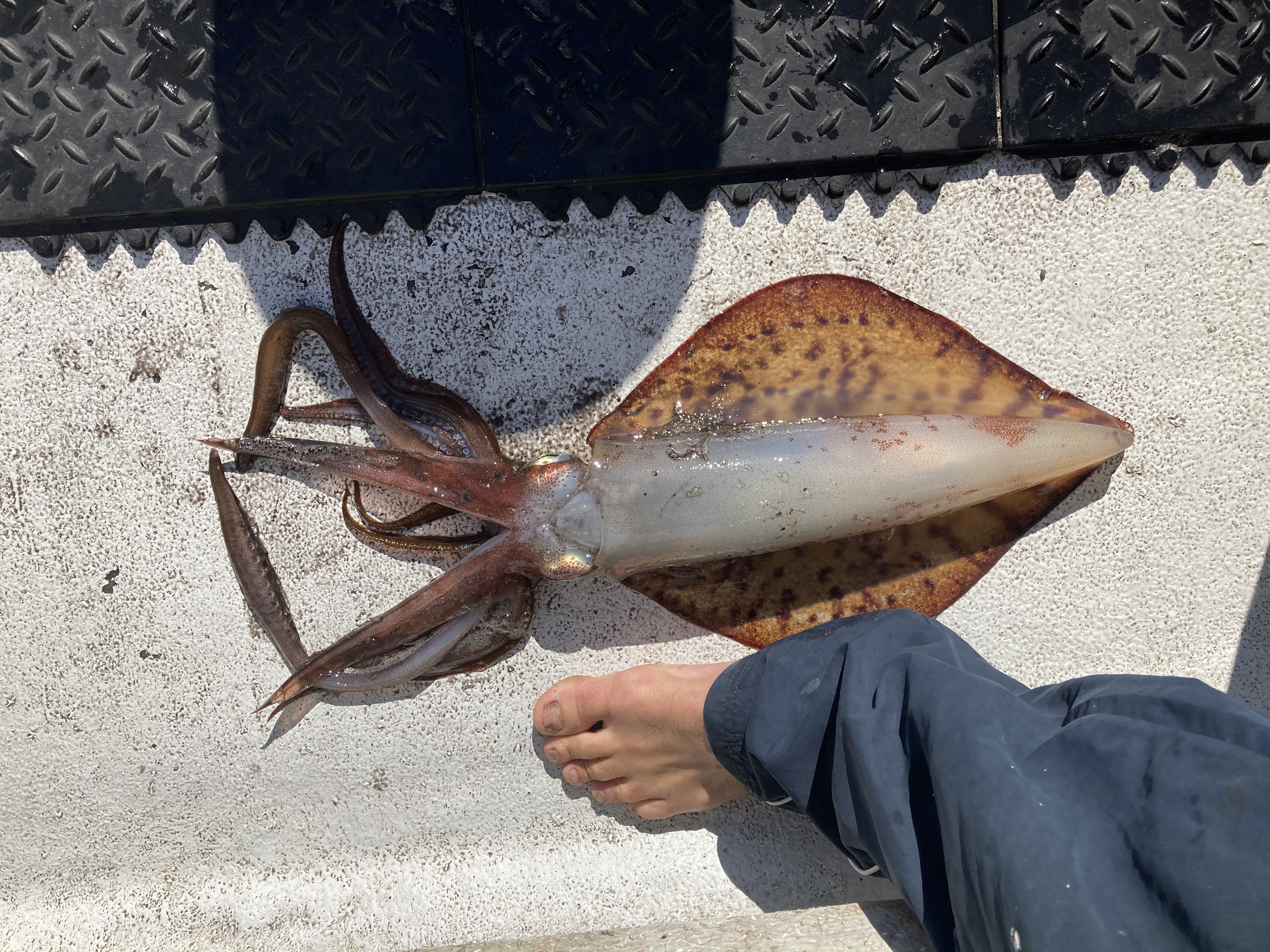 Big big squid  Fishing -  - Fishing WA. Fishing Photos &  Videos