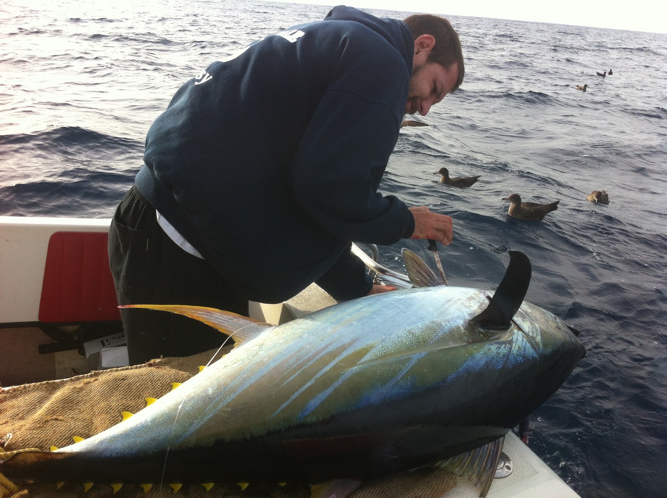 Monster Metro Yellowfin Tuna!  Fishing -  - Fishing WA.  Fishing Photos & Videos