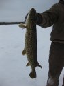 Northern Pike's picture