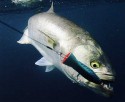 Gone-Fishing's picture