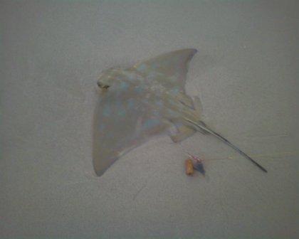 Blue Spot Eagle Ray